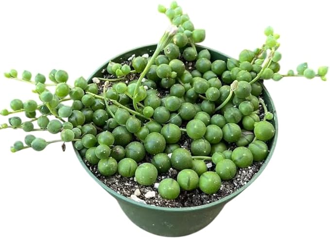 String of Pearls Plant Live for Planting, Hanging Succulent Plant for Indoor Outdoor in 4 Inch Pot