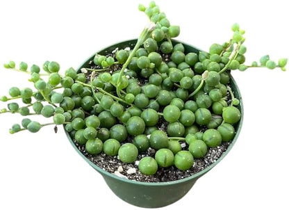 String of Pearls Plant Live for Planting, Hanging Succulent Plant for Indoor Outdoor in 4 Inch Pot