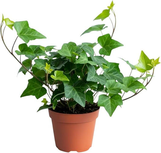 English Ivy Live Plant, Perennial English Ivy Vine Live Plant in Pot, 4 to 8 Inches Tall