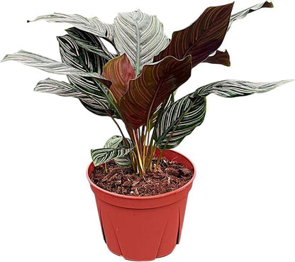 Calathea Ornata | Live Plant in 6" Growers Pot, Easy to Grow, Low Maintenance Indoor Houseplant, Live Indoor, Includes UniHeat Pack for Winter Protection