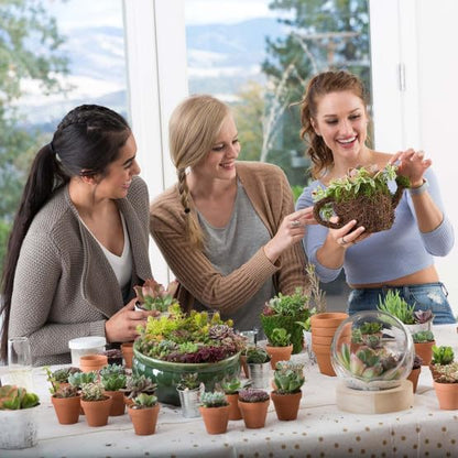 Mountain Crest Gardens Ultimate Succulent Variety Pack - 12 Unique Live Plants, Many Types, Rooted in 2 inch Pots - Indoor/Outdoor Real Succulents for Garden Decor, Favors, DIY Arrangements