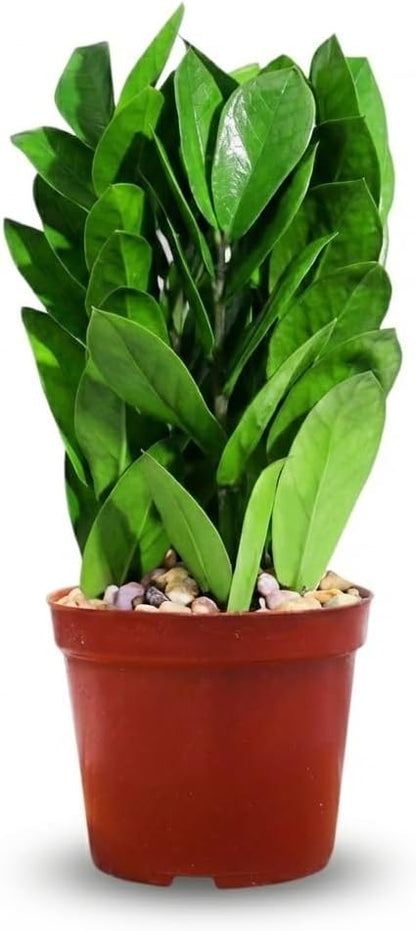 ZZ Plant 3/4/6/8" - Zamioculcas Zamiifolia Raven Plant- Indoor Easy Care House Plant - Live Plant (4" Pot – 9–11" Tall)