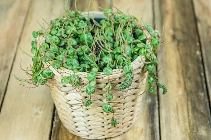 String of Pearls Plant Live 4 Inch Pot, Rare Succulents Plants in Hanging Baskets, Trailing Succulent Houseplant for Home Office (String of Turtles)