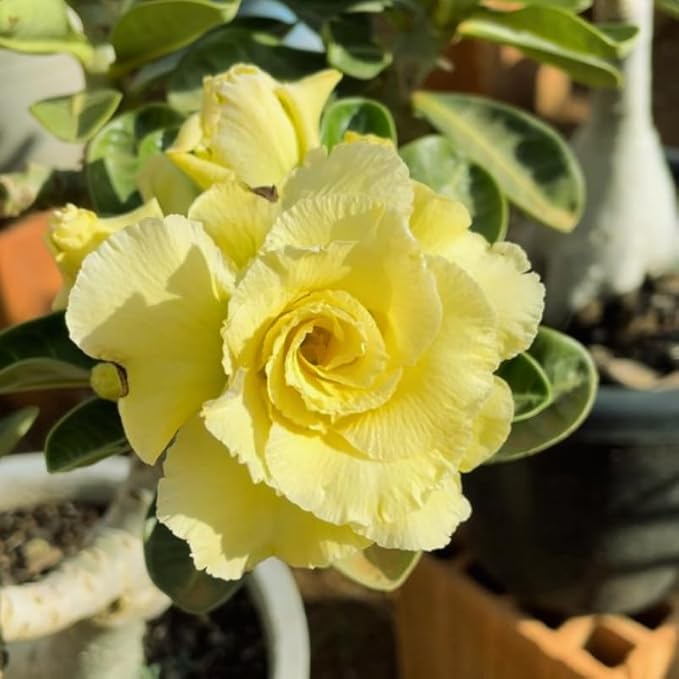Double Yellow Desert Rose Plant Live, Adenium Desert Rose Flowers, Perennial Flowers Succulent Plant, Vibrant Bloom, 4 to 7 Inch Tall, Well Rooted