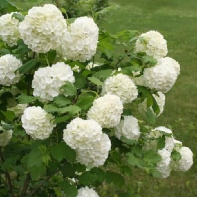 Old Fashion Snowball Viburnum Tree Live Plant Shrub in Pot, Fragrant Flower, Dormant in Winter, 6-12" in Tall, Bare Root to CA, Bush Shrub Spring Blooms
