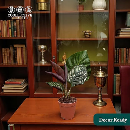 Calathea Ornata | Live Plant in 2" Growers Pot, Easy to Grow, Low Maintenance Indoor Houseplant, Live Indoor, Includes UniHeat Pack for Winter Protection