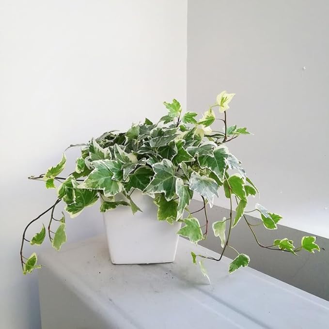 Glacier English Ivy Live Plant in 4 Inch Pot | Variegated English Ivy Indoor Plant with Silver-Green Leaves | Easy-Care Glacier Ivy Houseplant for Hanging Baskets, Shelves & Home Décor