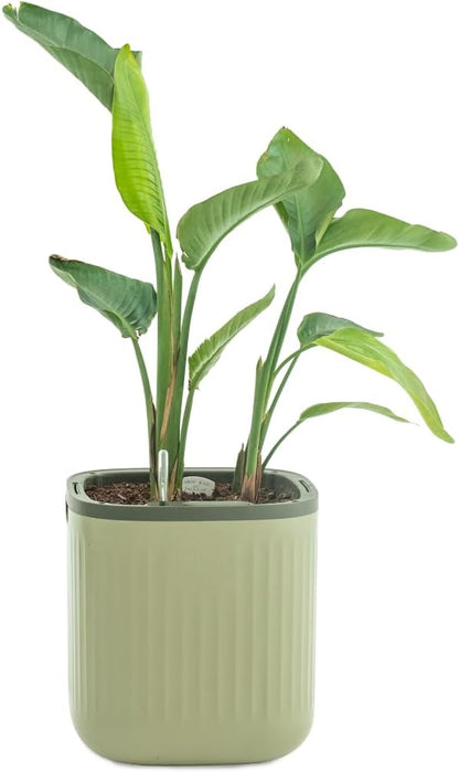 Vego garden Self Watering Pots Home Planters with Water Gauge for Effortless Indoor Plants Sage Green