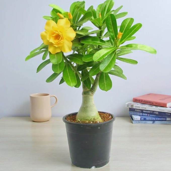 Double Yellow Desert Rose Plant Live, Adenium Desert Rose Plant Live, 4 to 7 Inches Tall, Flowering Succulent Plant