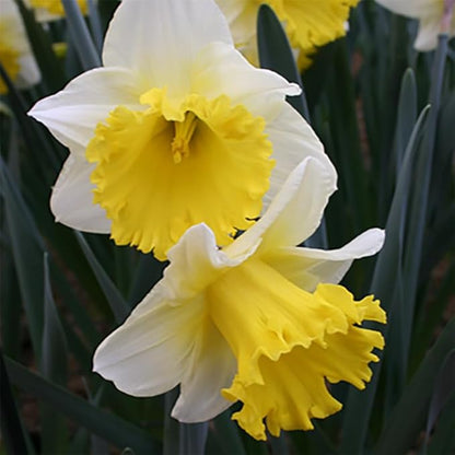 Ice Follies Daffodil Flower Bulbs - 4 Bulbs per Pack - Deer Resistant - Good as Cut Flowers - Good for Indoor Forcing - Grows Well in Containers - Naturalizing - Perennializing