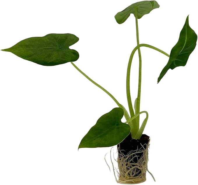 ragnaroc Alocasia Frydek ‘Velvet Elvis’ (Alocasia micholitziana) 2ct – Live Plant for Indoor Outdoor Use, Garden & Landscaping – Live Arrival Guaranteed
