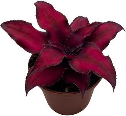 BubbleBlooms Cryptanthus Bivittatus in a 2 inch Pot Earth Star Bromeliad, Tiny Mini Pixie Plant, Dark Red