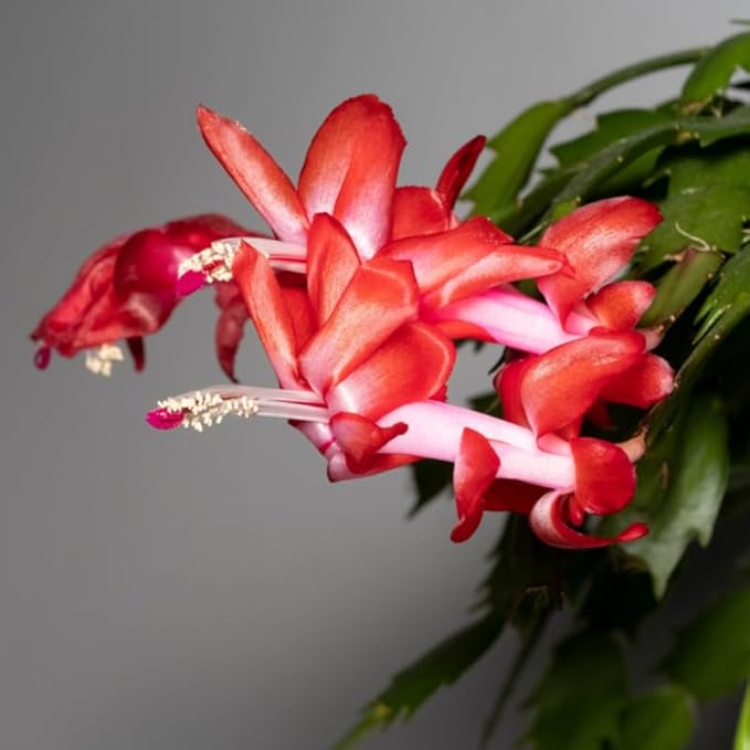 Red Christmas Cactus Plants Live in 4 Inch Pot, Perennial Christmas Thanksgiving Cactus Plants Potted, Vibrant Flower Holiday Houseplant Indoors Outdoors