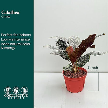 Calathea Ornata | Live Plant in 6" Growers Pot, Easy to Grow, Low Maintenance Indoor Houseplant, Live Indoor, Includes UniHeat Pack for Winter Protection