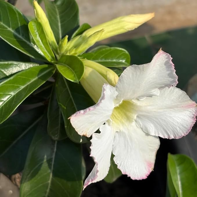 White Desert Rose Plant Live, Adenium Desert Rose Flowers, Perennial Flowers Succulent Plant, Vibrant Bloom, 4 to 7 Inch Tall, Well Rooted