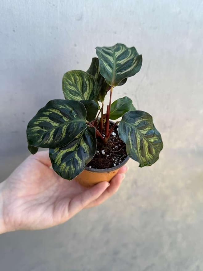 PLANTVERS Live Calathea Plant in 2" Grow Pot – Easy Care & Low Maintenance Tropical Houseplant – Air Purifying Indoor Plant for Low Light & Home Décor (Calathea Makoyana)