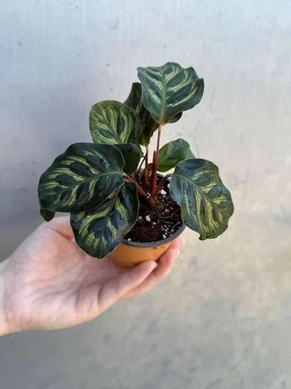 PLANTVERS Live Calathea Plant in 2" Grow Pot – Easy Care & Low Maintenance Tropical Houseplant – Air Purifying Indoor Plant for Low Light & Home Décor (Calathea Makoyana)