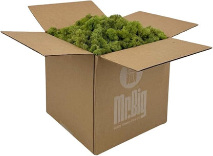 Preserved Reindeer Moss - Moss for Crafts, Home Decor, Art, Design & DIY Projects - Non-Toxic - USA Made (Spring Green, Standard Box)