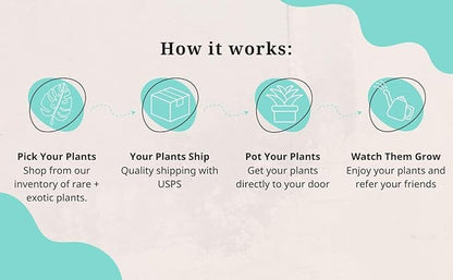 CoollectivePlants Monstera Swiss Cheese – Live Monstera Plant in 4″ Grower’s Pot, Easy Care and Low Maintenance Indoor Houseplant, Includes UniHeat Pack for Winter Protection