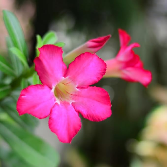 Pink Desert Rose Plant Live, Adenium Desert Rose Flowers, Perennial Flowers Succulent Plant, Vibrant Bloom, 4 to 7 Inch Tall, Well Rooted
