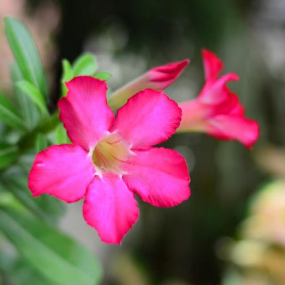 Pink Desert Rose Plant Live, Adenium Desert Rose Flowers, Perennial Flowers Succulent Plant, Vibrant Bloom, 4 to 7 Inch Tall, Well Rooted