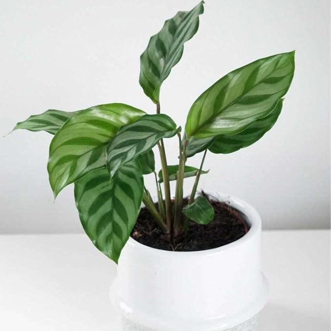 Calathea Coincinna Freddie Live Plant for Indoor | Different Houseplants in 4'' & 6'' Pot | Real House Plant for Living Room, Office, Desk & Bathroom | Peacock Plant | Zebra Plant