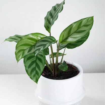 Calathea Coincinna Freddie Live Plant for Indoor | Different Houseplants in 4'' & 6'' Pot | Real House Plant for Living Room, Office, Desk & Bathroom | Peacock Plant | Zebra Plant