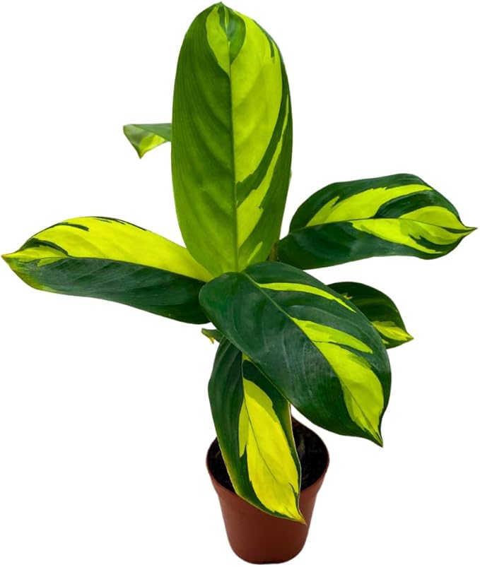 BubbleBlooms Calathea Pilosa in a 2 inch Pot Tiny Minie Pixie Plant