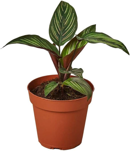 Calathea Beauty Star Live Plant for Indoor | Different Houseplants in 4'' & 6'' Pot | Real House Plant for Living Room, Office, Desk & Bathroom | Peacock Plant | Zebra Plant