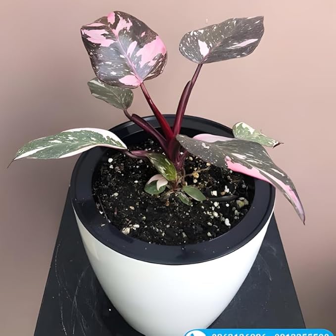 Philodendron Pink Princess Live Plant | Pink Princess Philodendron in 4 Inch Pot | Easy Plants Live Houseplants for Home & Office Décor