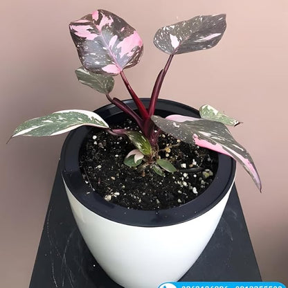 Philodendron Pink Princess Live Plant | Pink Princess Philodendron in 4 Inch Pot | Easy Plants Live Houseplants for Home & Office Décor