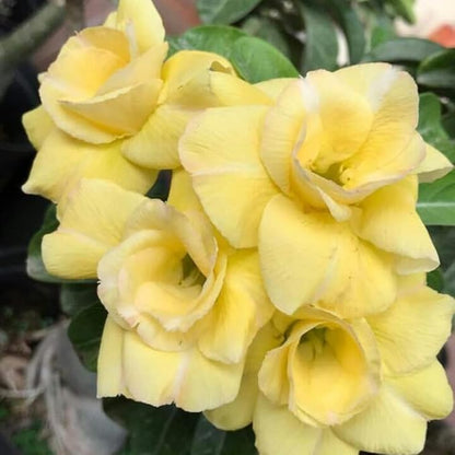 Double Yellow Desert Rose Plant Live, Adenium Desert Rose Flowers, Perennial Flowers Succulent Plant, Vibrant Bloom, 4 to 7 Inch Tall, Well Rooted