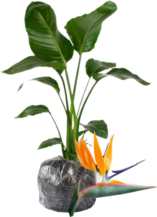 Bird of Paradise Plant Live Houseplant, 5 to 10 Inches Tall, Tropical Strelitzia Reginae Bird of Paradise Bush Live Plant (Yellow Bird of Paradise)