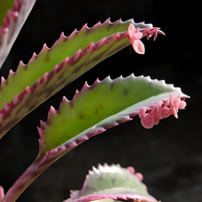 Mother of Thousands Kalanchoe Plants Live in 2" Inch Pot | Easy to Grow| Ideal for Beginners, Collections & Small Spaces