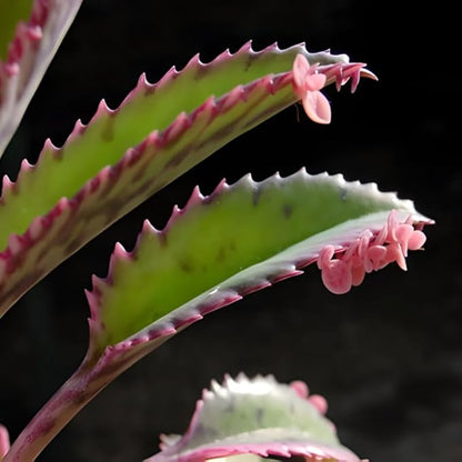 Mother of Thousands Kalanchoe Plants Live in 2" Inch Pot | Easy to Grow| Ideal for Beginners, Collections & Small Spaces