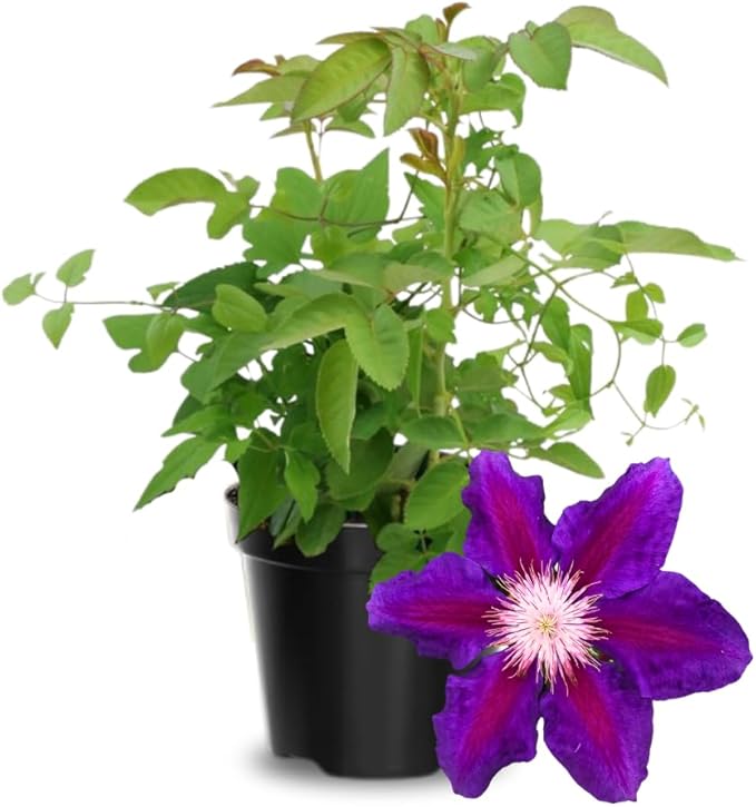 Deep Purple Clematis Vine Plant Live, Clematis Plant Live in 2.5 Inch Pot, Outdoor Garden