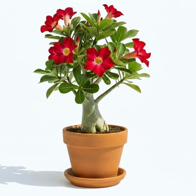 Red Desert Rose Plant Live, Adenium Desert Rose Flowers, Perennial Flowers Succulent Plant, Vibrant Bloom, 4 to 7 Inch Tall, Well Rooted