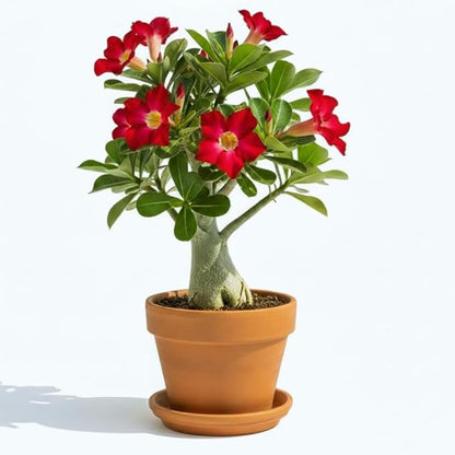 Red Desert Rose Plant Live, Adenium Desert Rose Flowers, Perennial Flowers Succulent Plant, Vibrant Bloom, 4 to 7 Inch Tall, Well Rooted