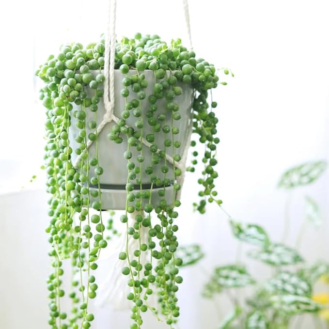 String of Pearls Plant Live, Rare Succulent Trailing Vine in Pot, Indoor Houseplant