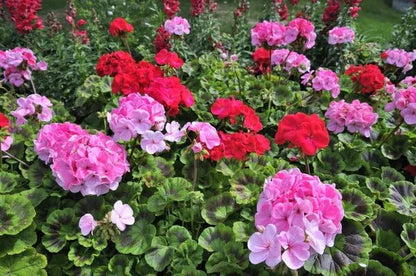 Park Seed Geranium Flowering Plant Seeds, Compact and Weather-Resilient Maverick Mix with Large Rounded Blooms in Assorted Colors, Pack of 10