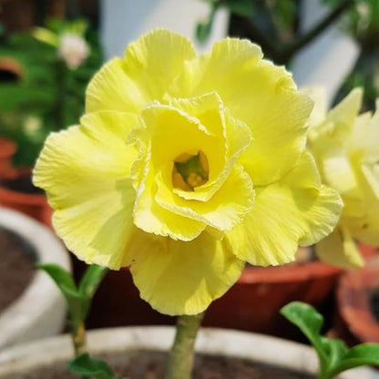 Double Yellow Desert Rose Plant Live, Adenium Desert Rose Flowers, Perennial Flowers Succulent Plant, Vibrant Bloom, 4 to 7 Inch Tall, Well Rooted