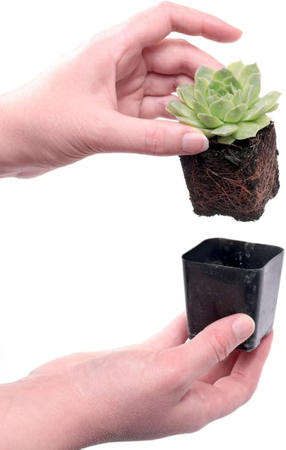 Mountain Crest Gardens Sempervivum Succulent Variety Pack - 12 Hardy Live Rosette Plants, No Repeats, Rooted in 2 Inch Pots - Succulents for Rock Gardens, Containers, DIY Displays
