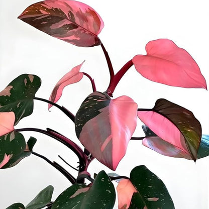 Philodendron Pink Princess Plants | Pink Princess Plant Live Houseplant in 4” Inch Pot | Easy-Care Indoor Plant for Shelves, Desks & Modern Spaces
