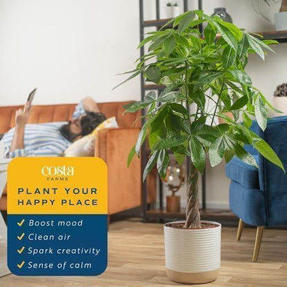 Costa Farms Money Tree Live Plant in Plastic Pot, Easy to Maintain, Large Indoor Houseplant, Perfect for Home, Room, or Office Decor, Great House Warming or Birthday Gift, 3-4 Feet