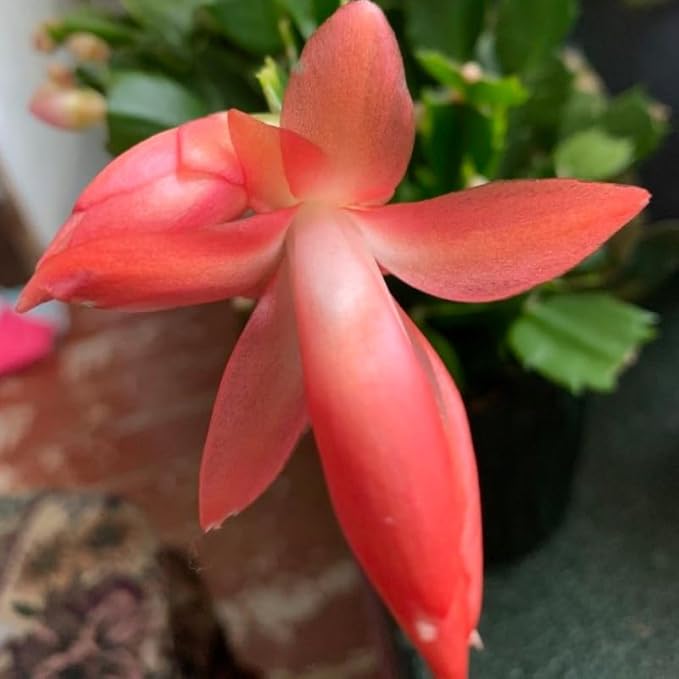 Orange Christmas Cactus Plants Live in 4 Inch Pot, Perennial Christmas Thanksgiving Cactus Plants Potted, Vibrant Flower Holiday Houseplant Indoors Outdoors