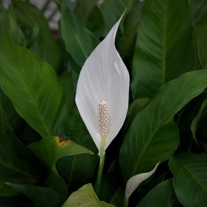2 Green Peace Lily Live Houseplant - Live Indoor Houseplant with Elegant Leaves - 5 to 9 Inc Tall