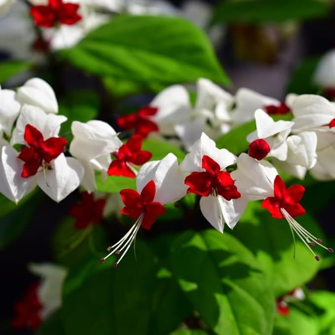 Bleeding Heart Plant Live, 4 to 8 Inch Tall, Clerodendrum Bleeding Heart Houseplant Well Rooted, Fragrant Bleeding Heart Vine (White Bleeding Heart)