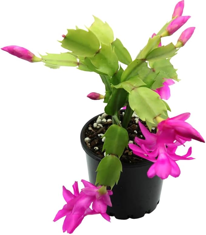 Pink Purple Christmas Cactus Plants Live in 4 Inch Pot, Perennial Christmas Thanksgiving Cactus Plants Potted, Vibrant Flower Holiday Houseplant Indoors Outdoors
