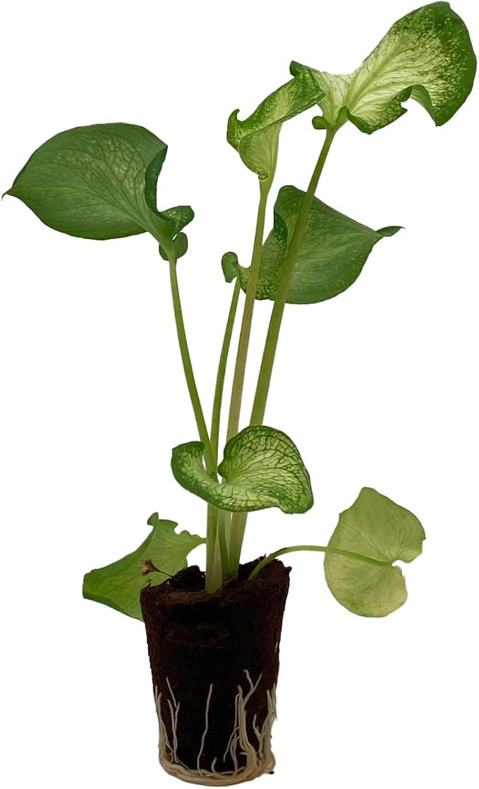 ragnaroc Caladium ‘White Butterfly’ (Caladium Bicolor) 2ct – Live Plant for Indoor Outdoor Use, Garden & Landscaping – Live Arrival Guaranteed
