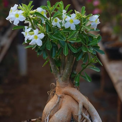 White Desert Rose Plant Live, Adenium Desert Rose Plant Live, 4 to 7 Inches Tall, Flowering Succulent Plant